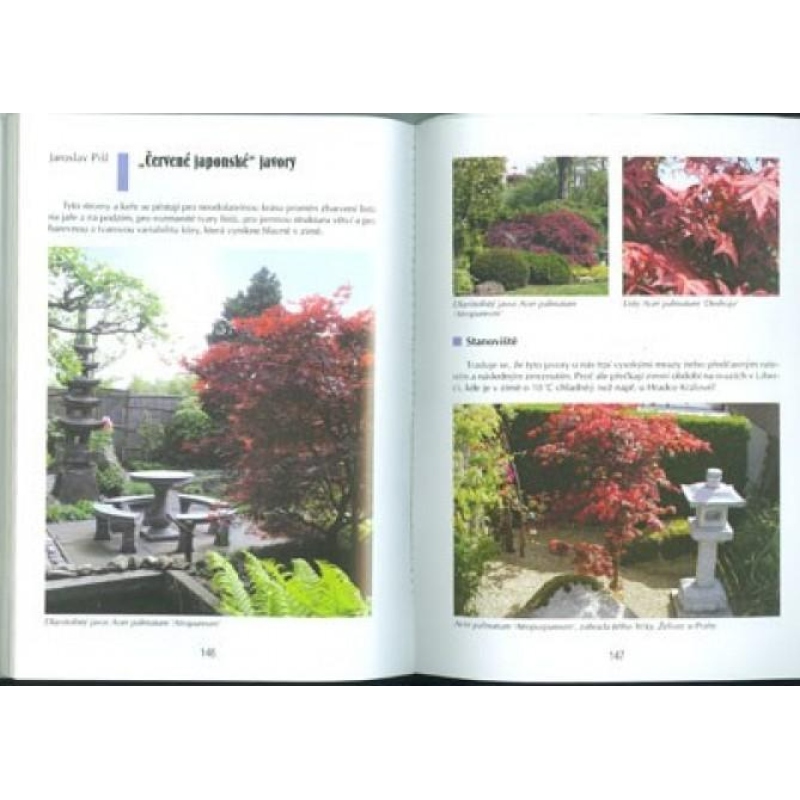 Libro dei bonsai non solo nella casa del pannello