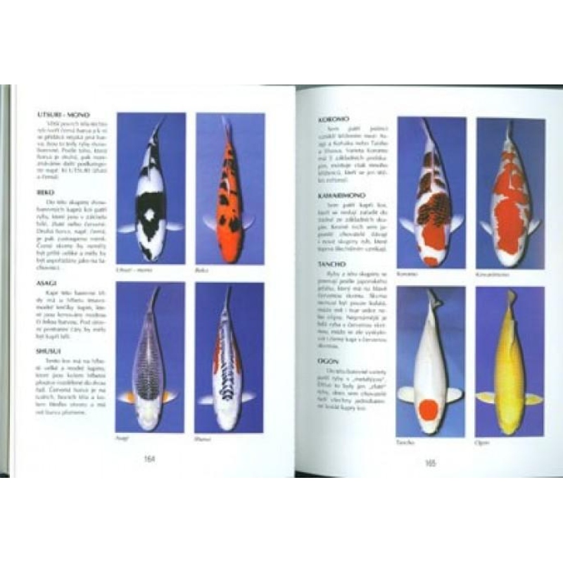 Libro dei bonsai non solo nella casa del pannello