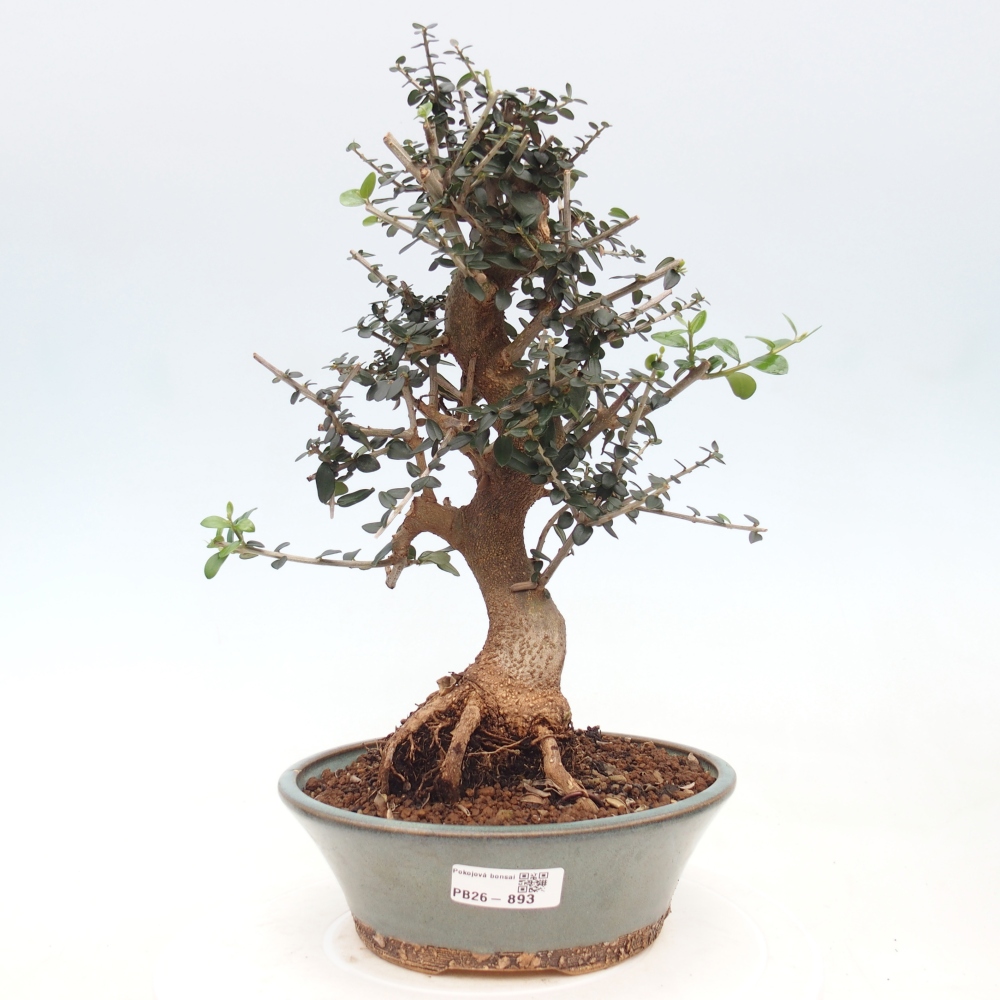 Bonsai da interno - Olea europaea sylvestris