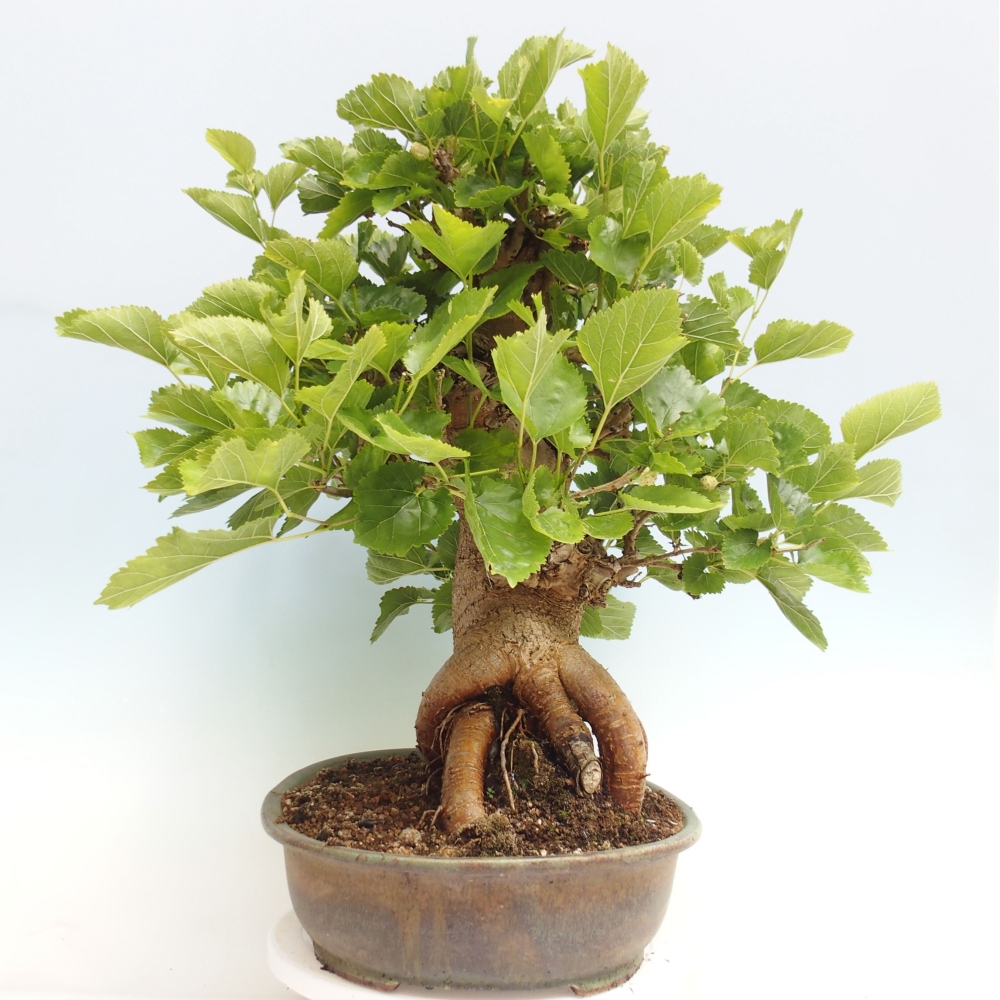 Bonsai da esterno -Morus alba - gelso