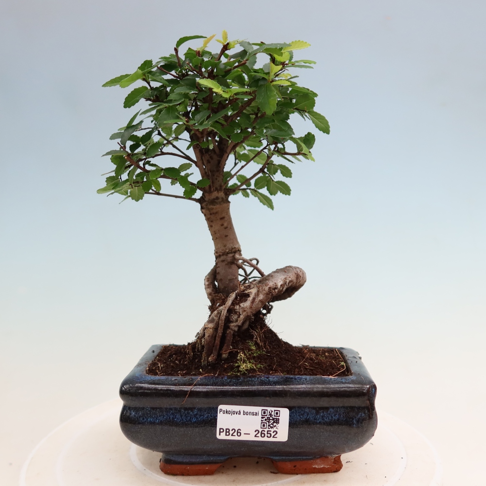 Camera bonsai - Ulmus parvifolia - Olmo a foglie piccole
