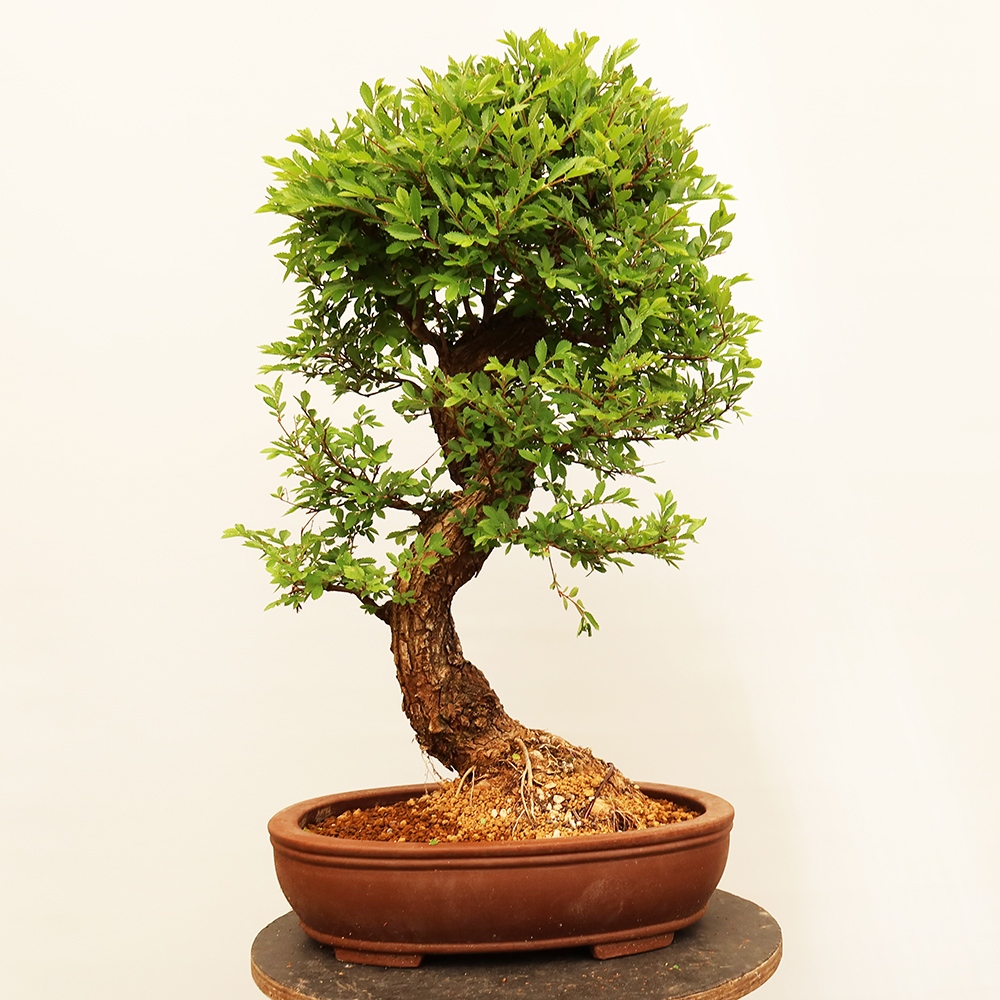 Bonsai da esterno - Zelkova - Zelkova NIRE