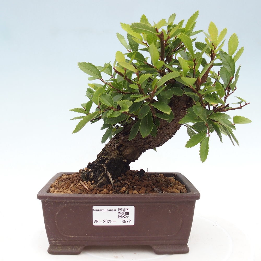 Bonsai da esterno - Zelkova - Zelkova NIRE