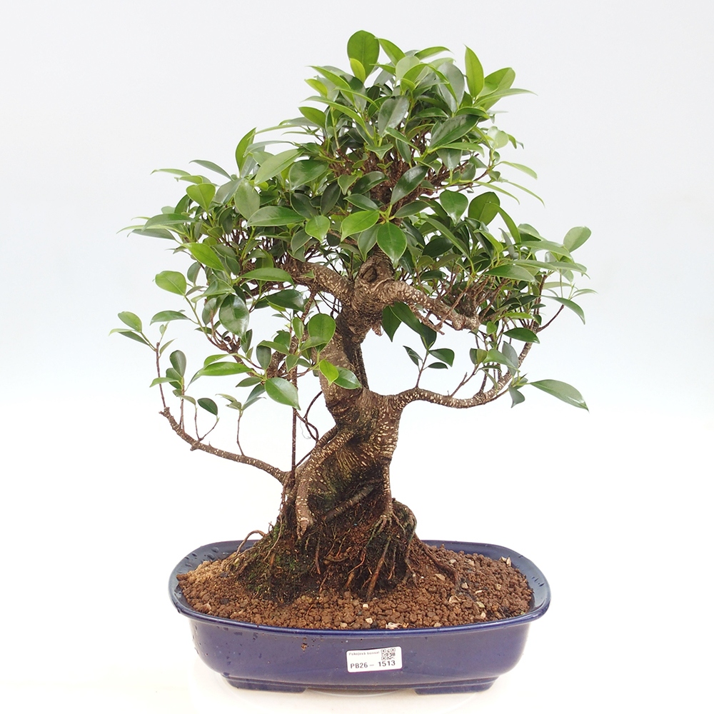Camera bonsai - Ficus kimmen - ficus a foglie piccole