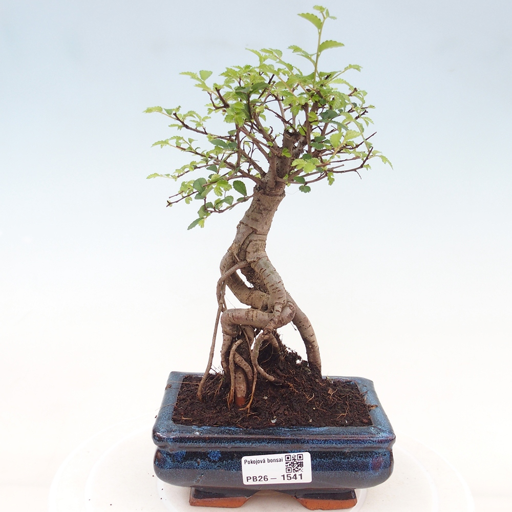 Camera bonsai - Ulmus parvifolia - Olmo a foglie piccole