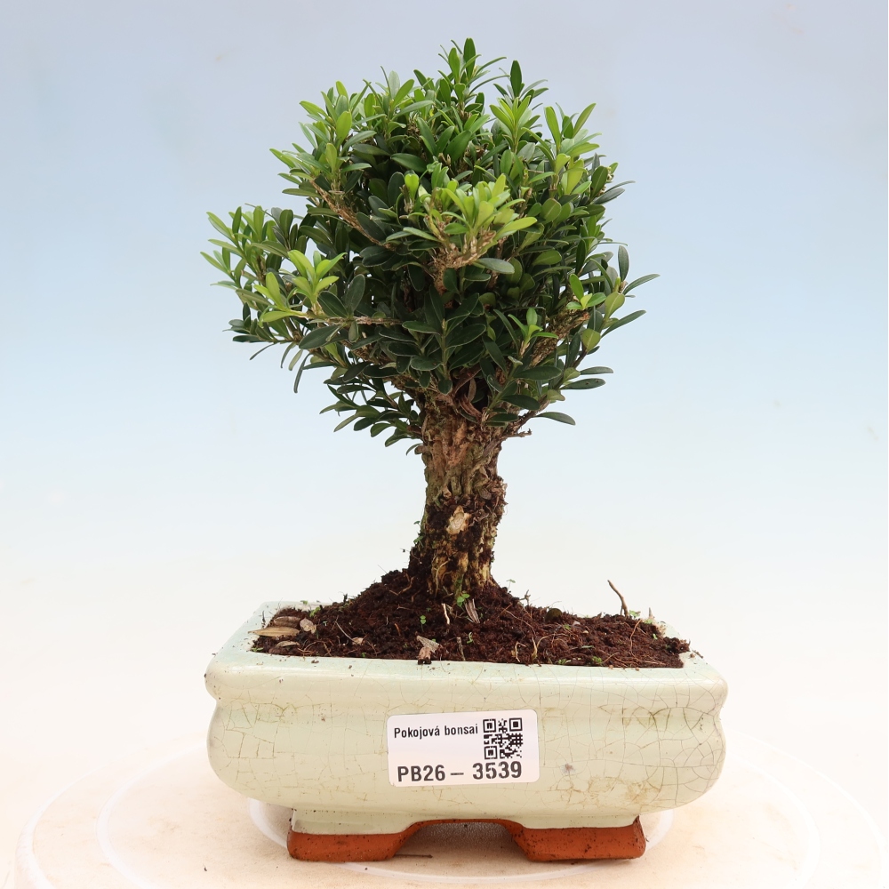 Camera bonsai - Buxus harlandii - buxus da sughero