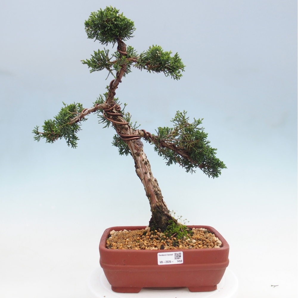 Bonsai da esterno - Juniperus chinensis Kishu