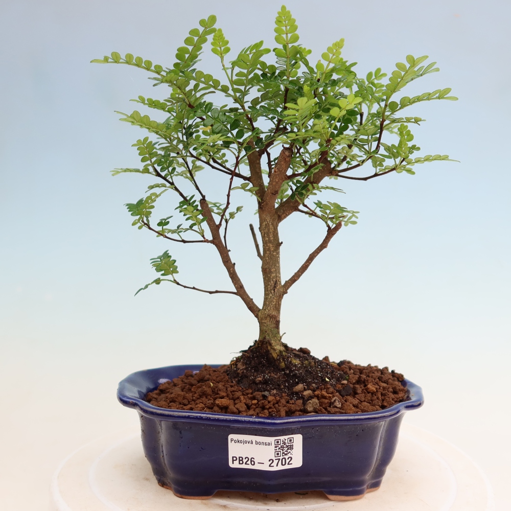 Camera bonsai - Zantoxylum piperitum - albero del pepe