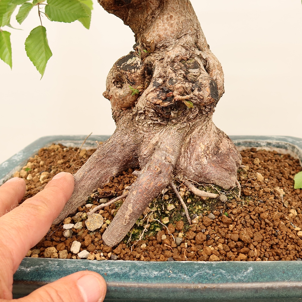 Bonsai da esterno -Carpinus Coreana - Carpino coreano