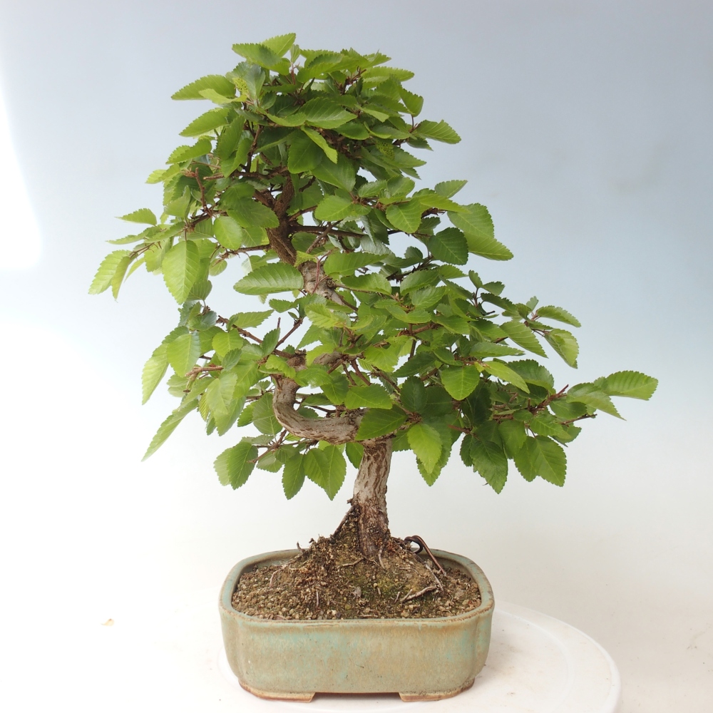 Bonsai da esterno -Carpinus CARPINOIDES - Carpino coreano