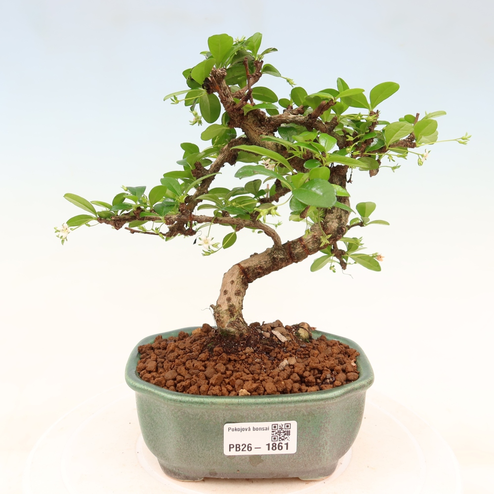 Camera bonsai - Carmona macrophylla - Tea fuki