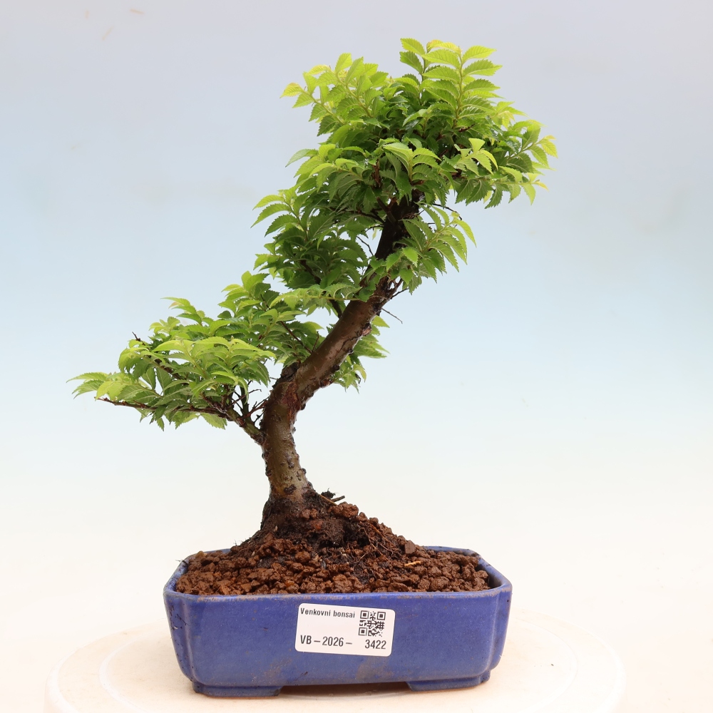 Bonsai da esterno - Ulmus Jacqueline Hillier - Olmo magnifico