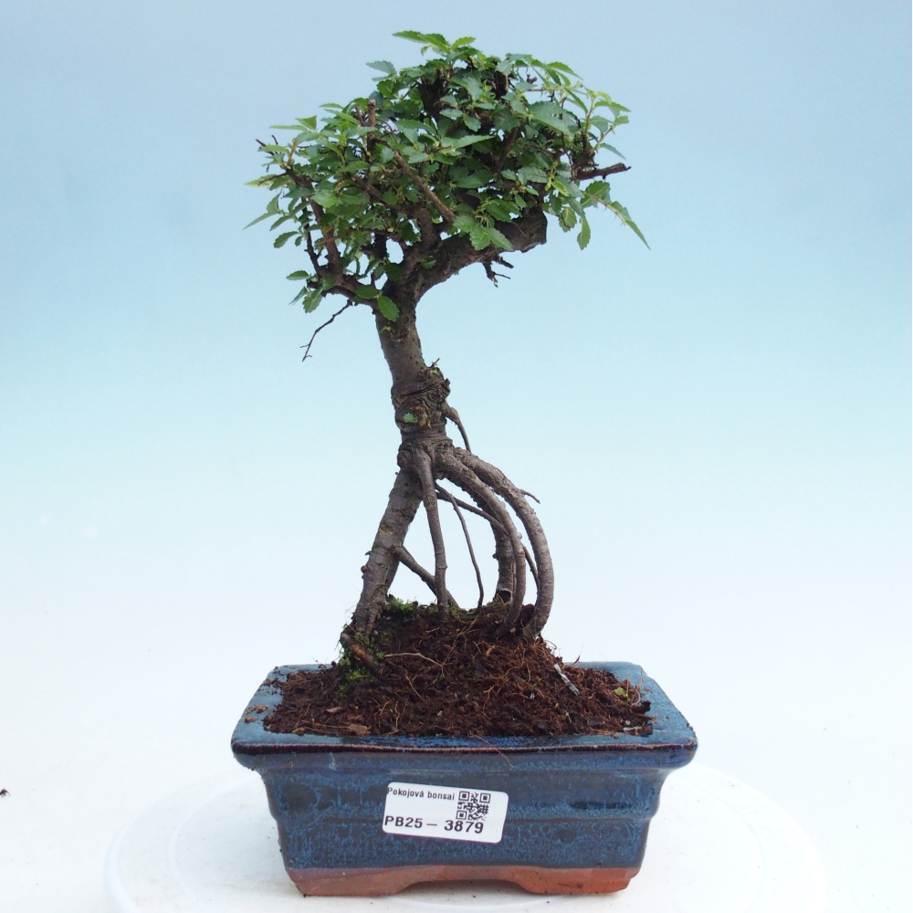 Camera bonsai - Ulmus parvifolia - Olmo a foglie piccole
