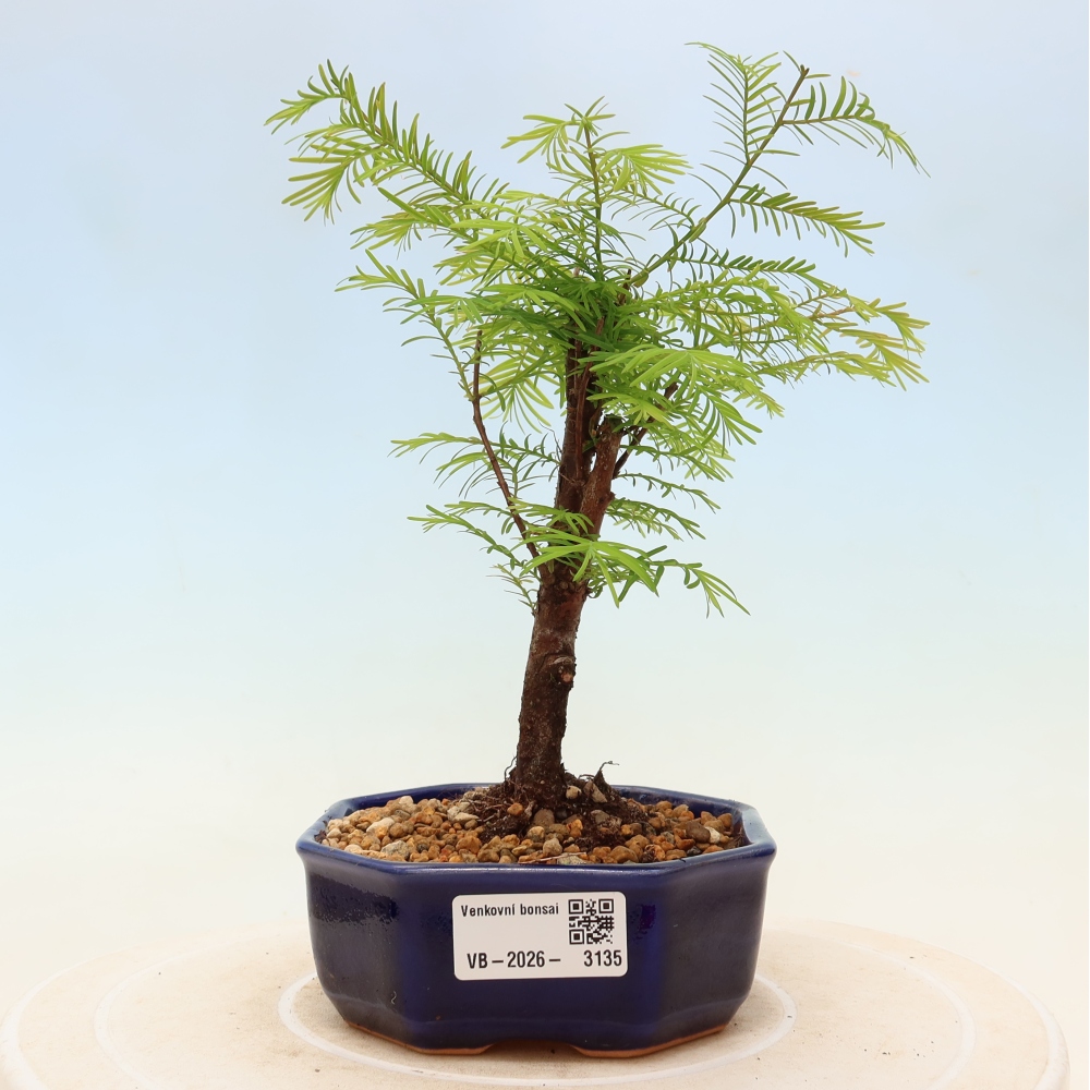 Bonsai da esterno - Metasequoia glyptostroboides - Metasequoia cinese