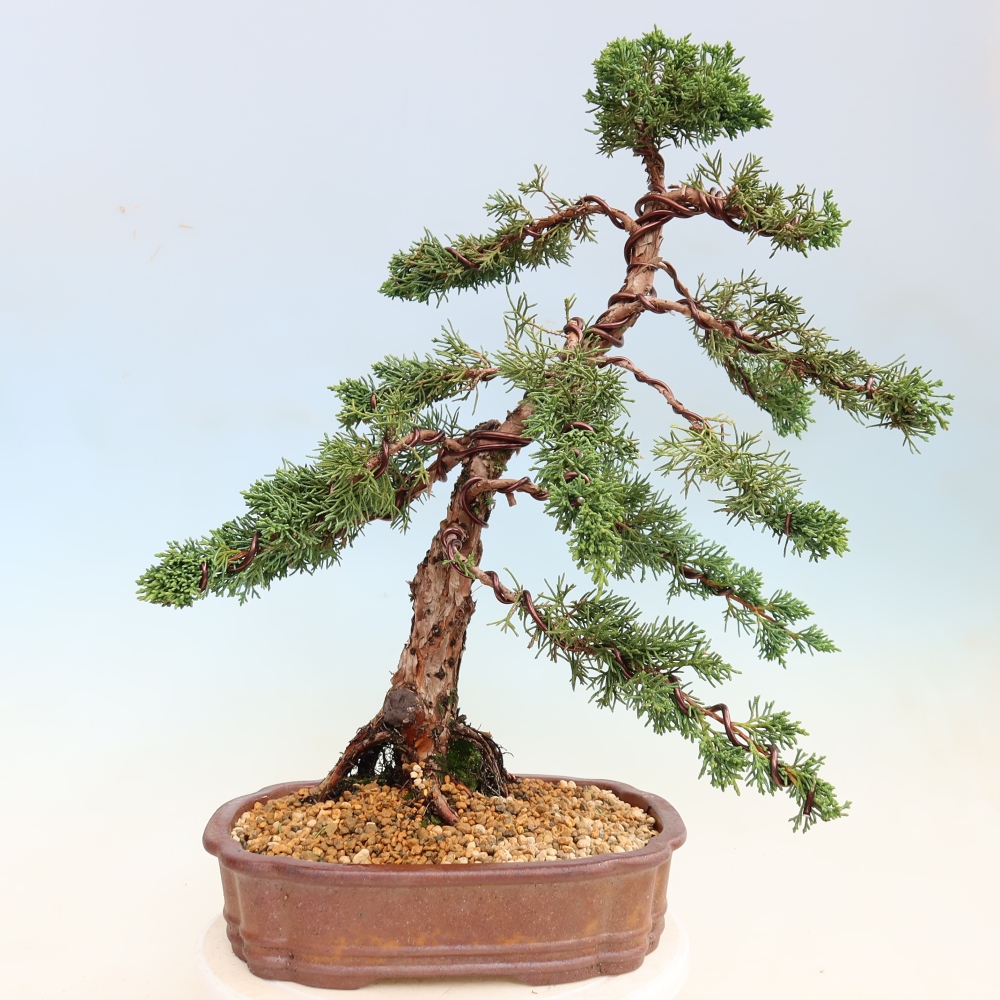 Bonsai da esterno - Juniperus chinensis Kishu