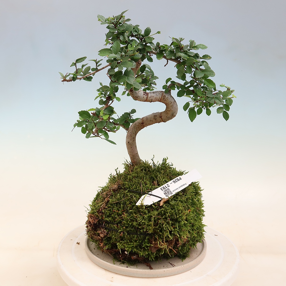 Kokedama con sottovaso - Ulmus parvifolia - olmo a foglia piccola
