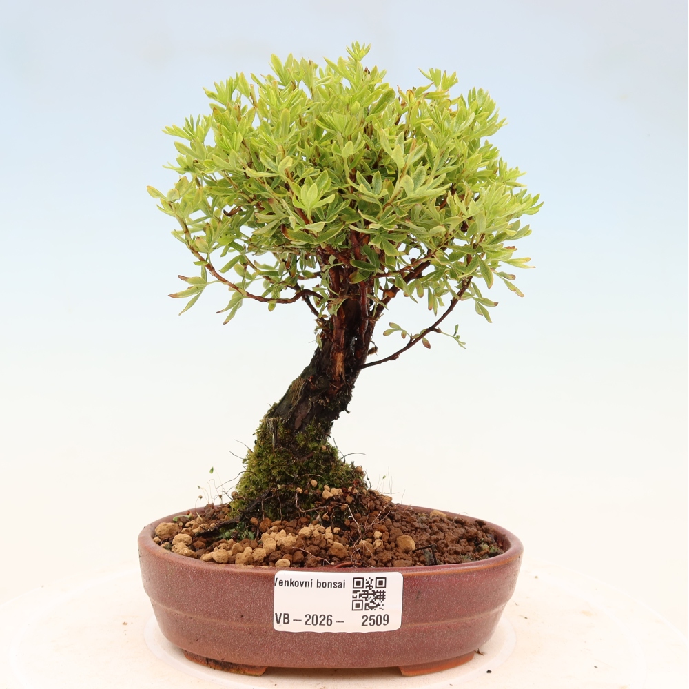 Bonsai da esterno - Potentila fruticosa