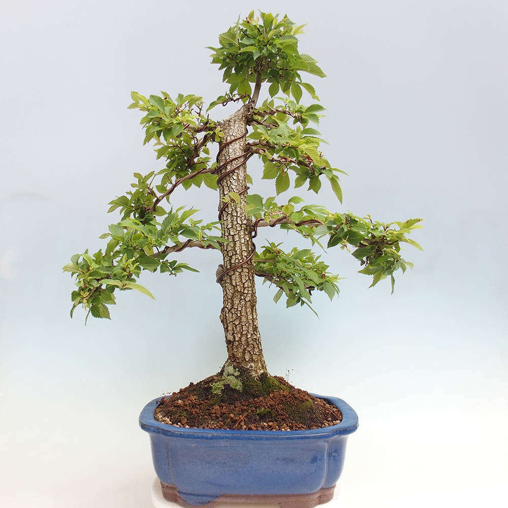 Bonsai da esterno - Zelkova - Zelkova NIRE