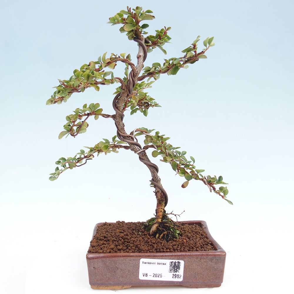 Bonsai da esterno - Cotoneaster horizontalis - Rocky Mountain