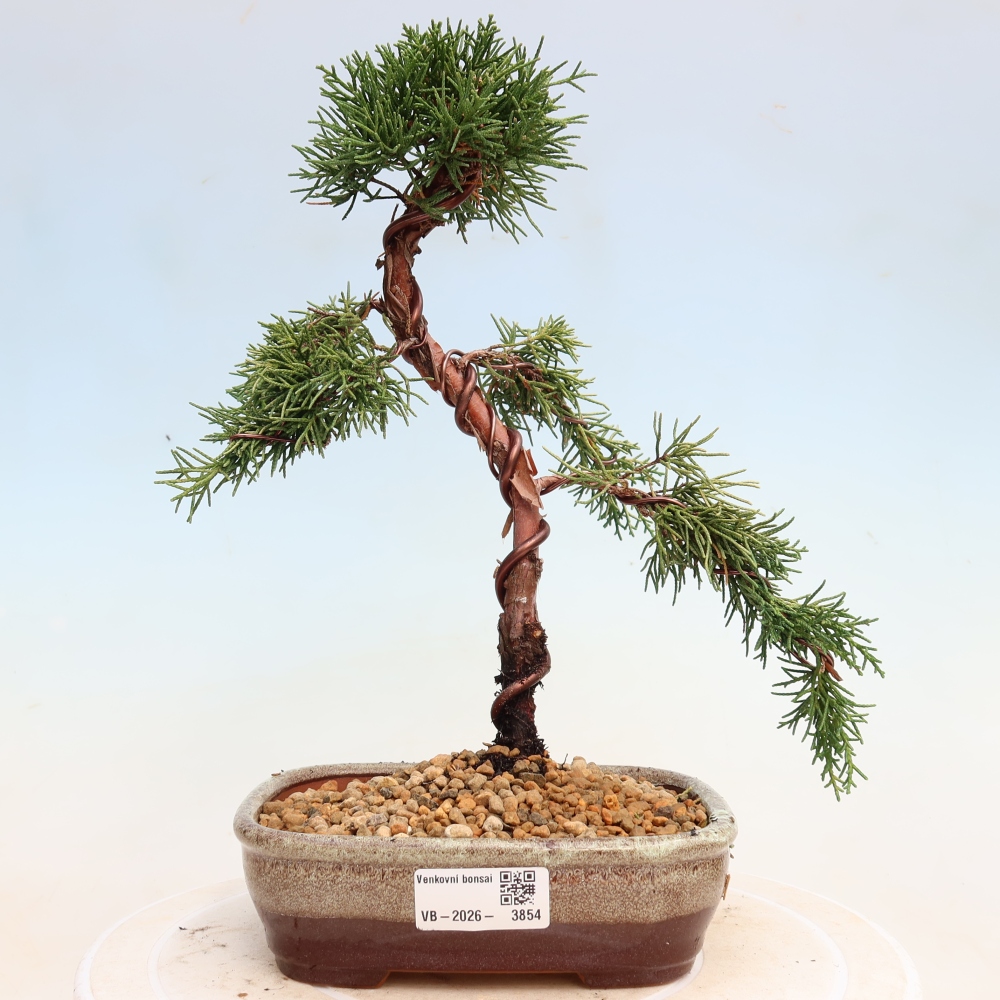 Bonsai da esterno - Juniperus chinensis Kishu