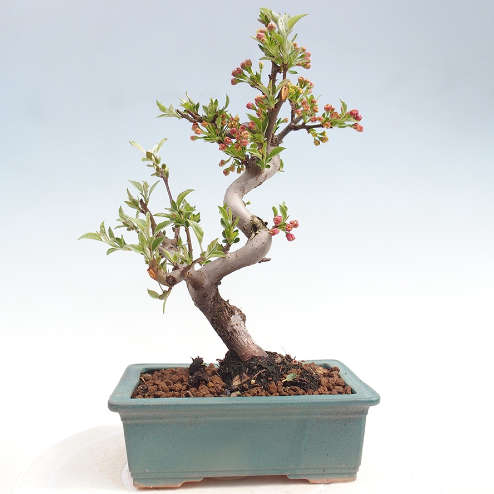 Bonsai da esterno - Malus sargentii - Melo a frutto piccolo