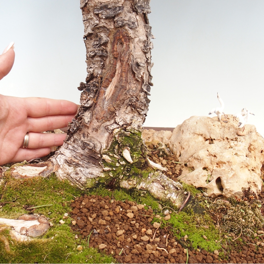 Bonsai da esterno -Larix decidua - Larice