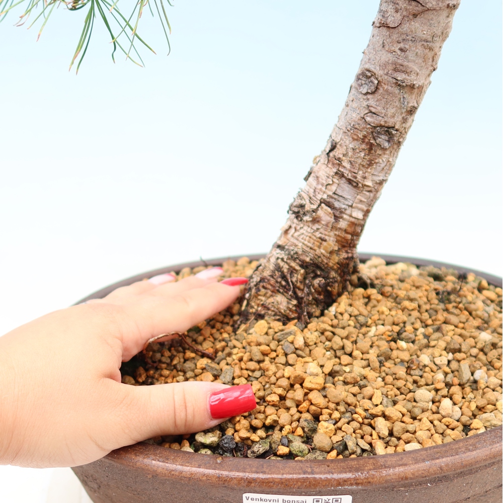 Bonsai da esterno -Larix decidua - Larice