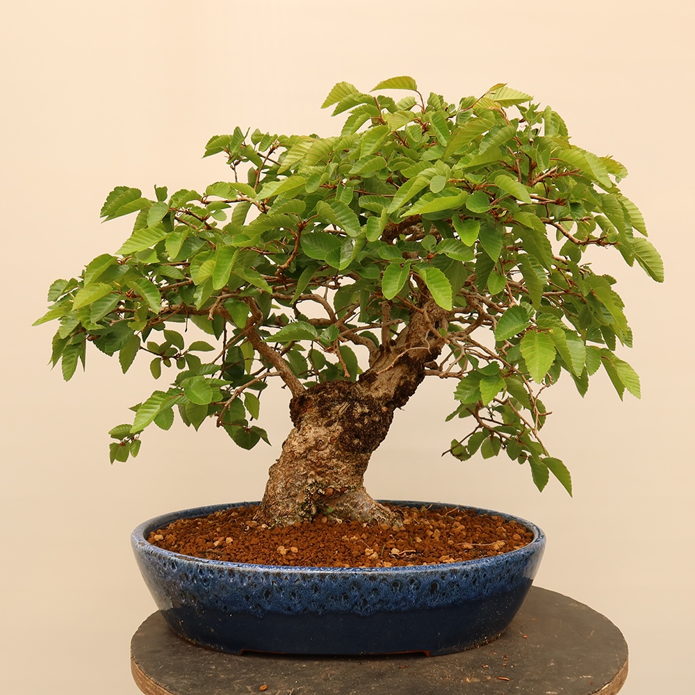 Bonsai da esterno -Carpinus Coreana - Carpino coreano