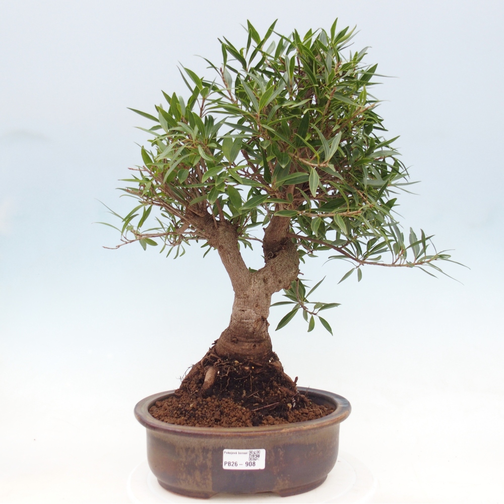 Camera bonsai - Ficus nerifolia - ficus a foglie piccole