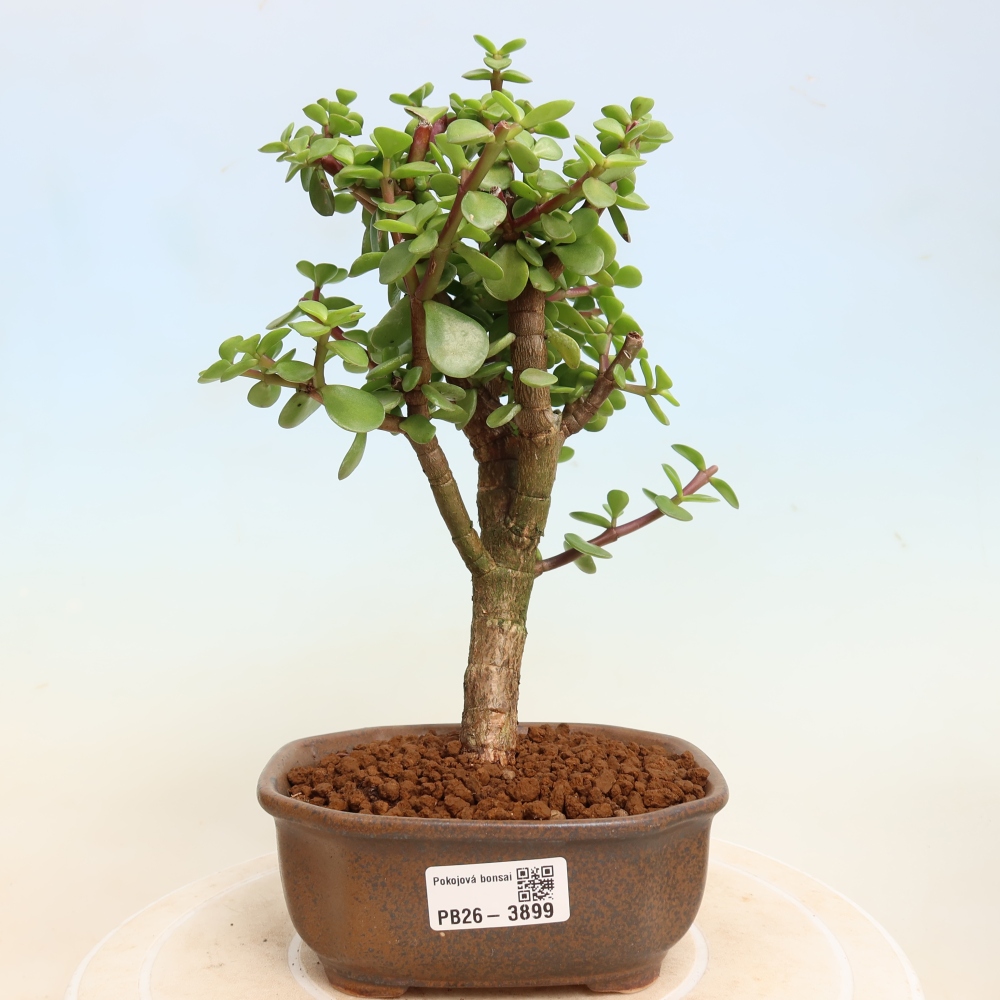 Camera bonsai - Portulakaria Afra - Tlustice