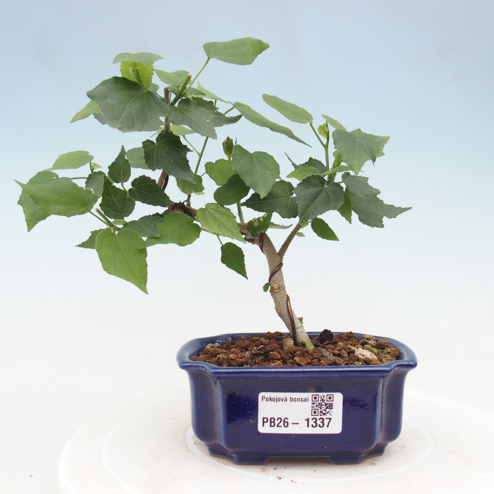 Bonsai da interno - Malvaviscus arboreus