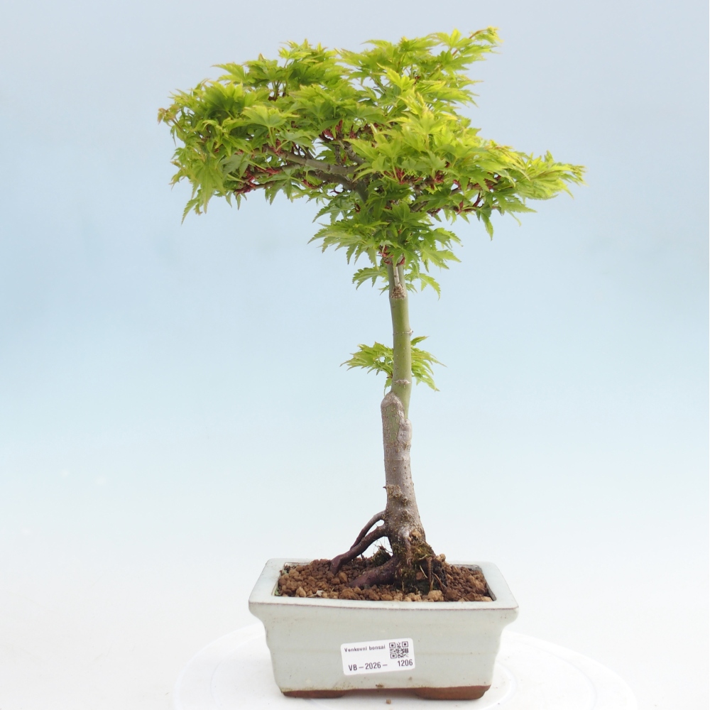 Bonsai da esterno -Palma di Giava Acer palmatum Shishigashira