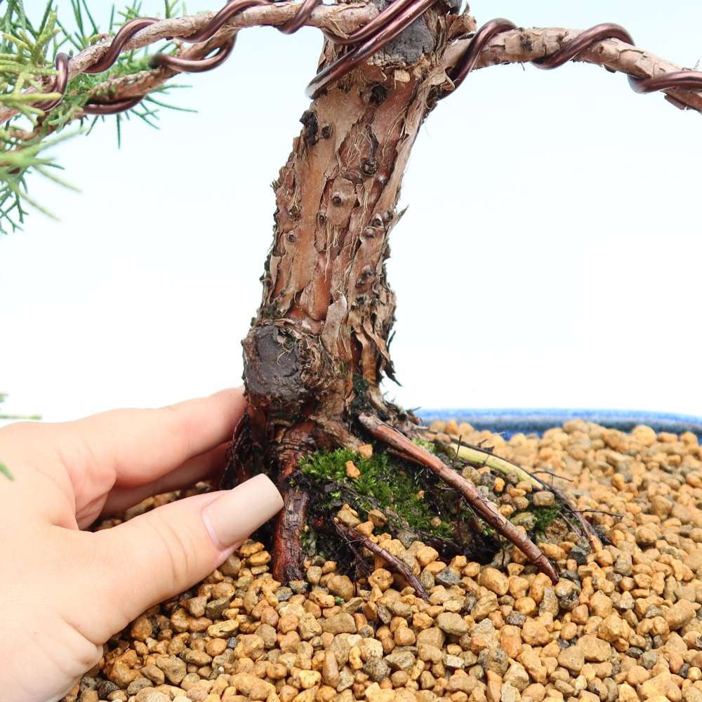 Bonsai da esterno - Juniperus chinensis Kishu