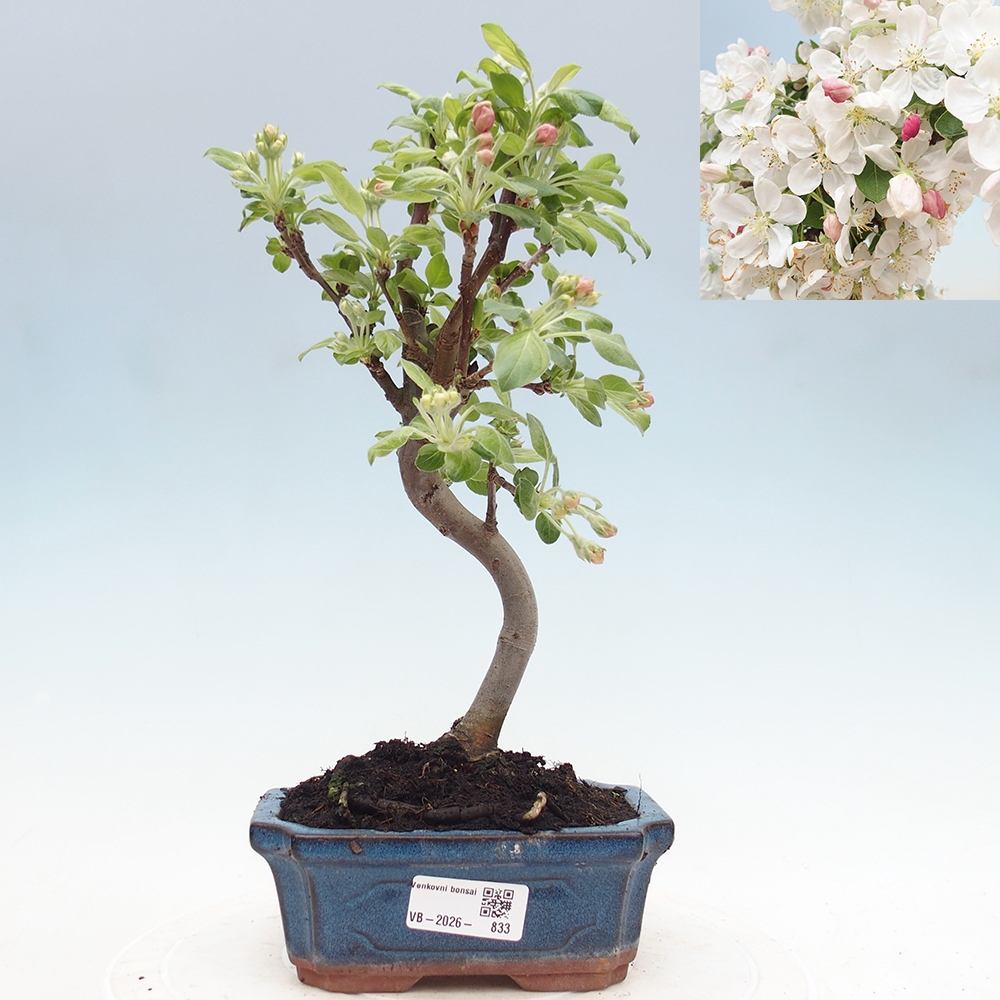 Bonsai da esterno -Malus halliana - Melo a frutto piccolo