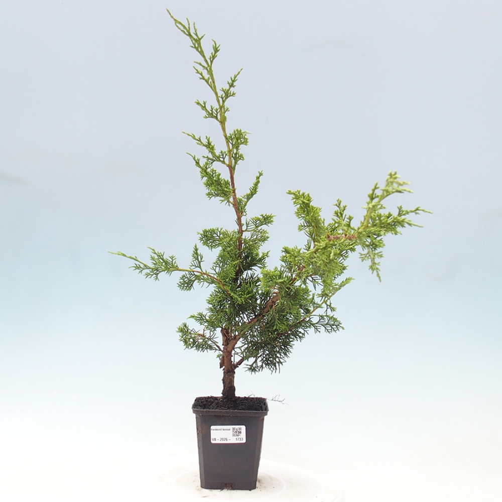 Bonsai da esterno - Juniperus chinensis Itoigawa