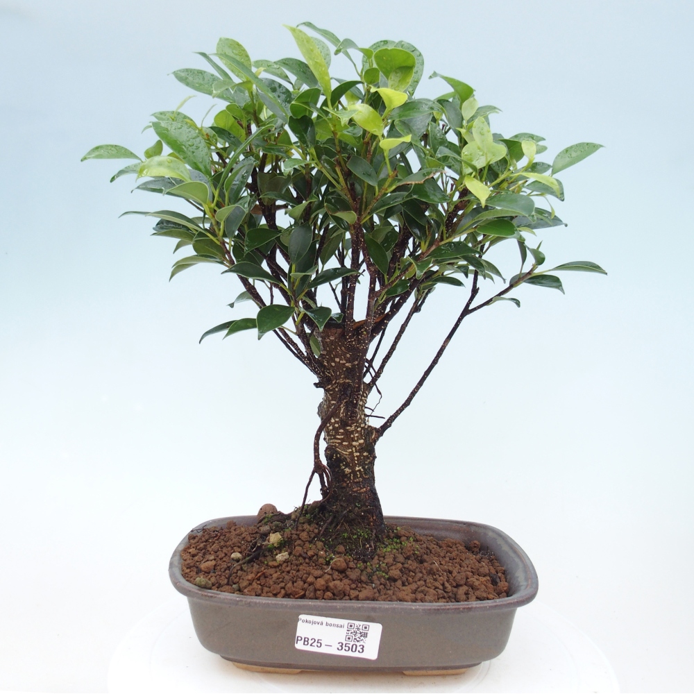 Camera bonsai - Ficus retusa - ficus a foglie piccole
