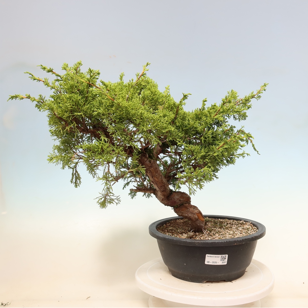 Bonsai da esterno - Juniperus chinensis Itoigawa-Juniperus chinensis