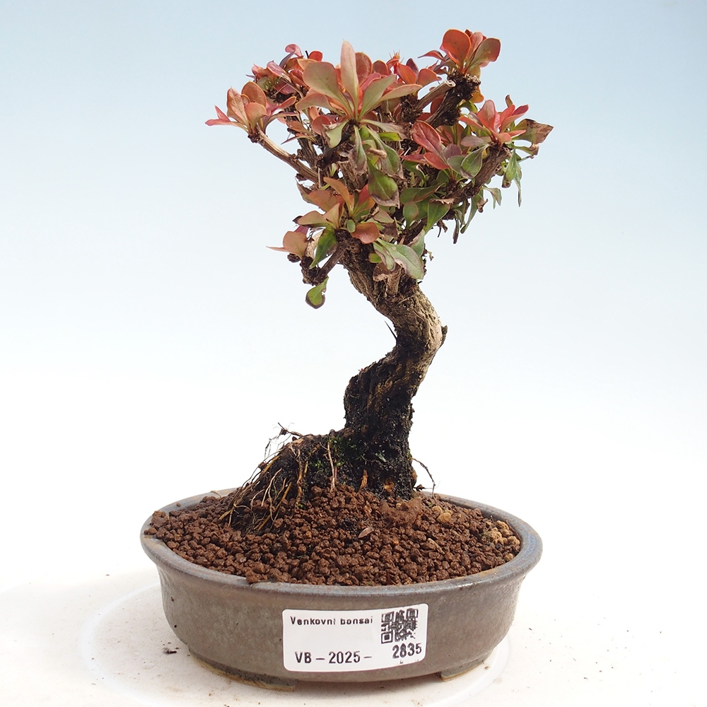Bonsai da esterno - Berberis Thunbergii Bagatelle