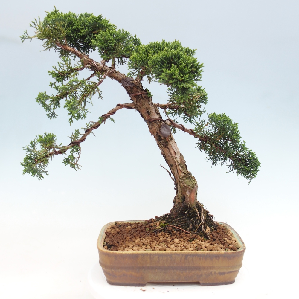 Bonsai da esterno - Juniperus chinensis Kishu