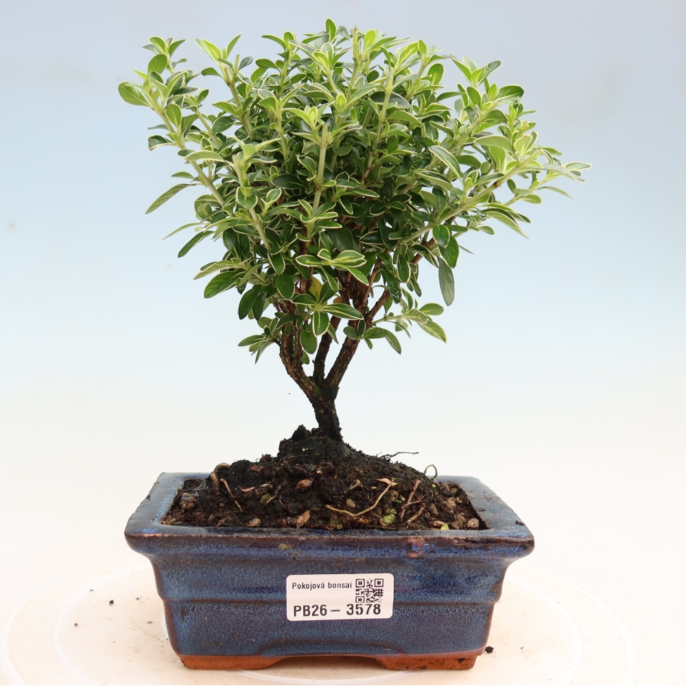 Camera bonsai - Serissa foetida Variegata - Albero delle mille stelle