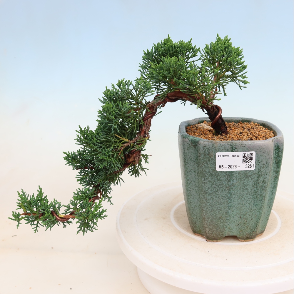 Bonsai da esterno - Juniperus chinensis Kishu