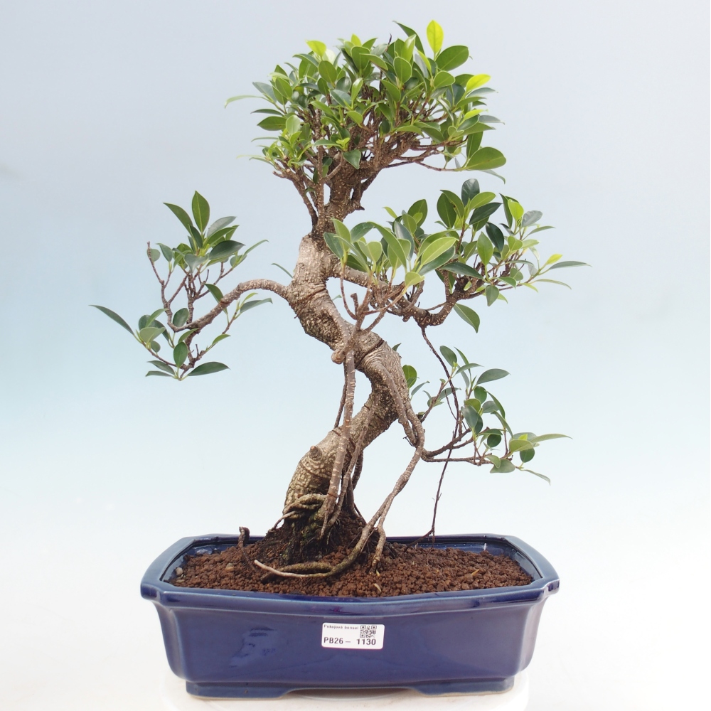 Camera bonsai - Ficus kimmen - ficus a foglie piccole