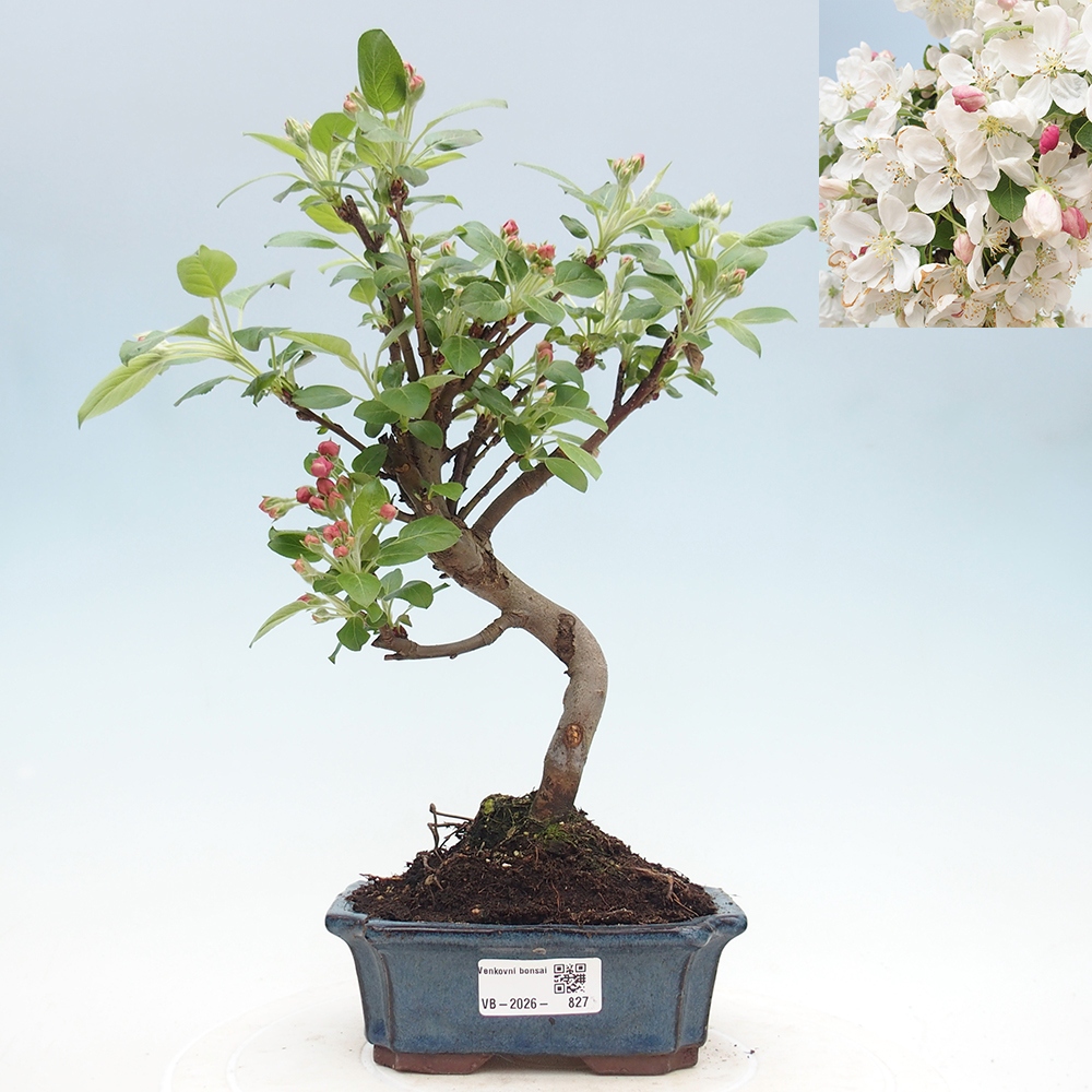 Bonsai da esterno -Malus halliana - Melo a frutto piccolo