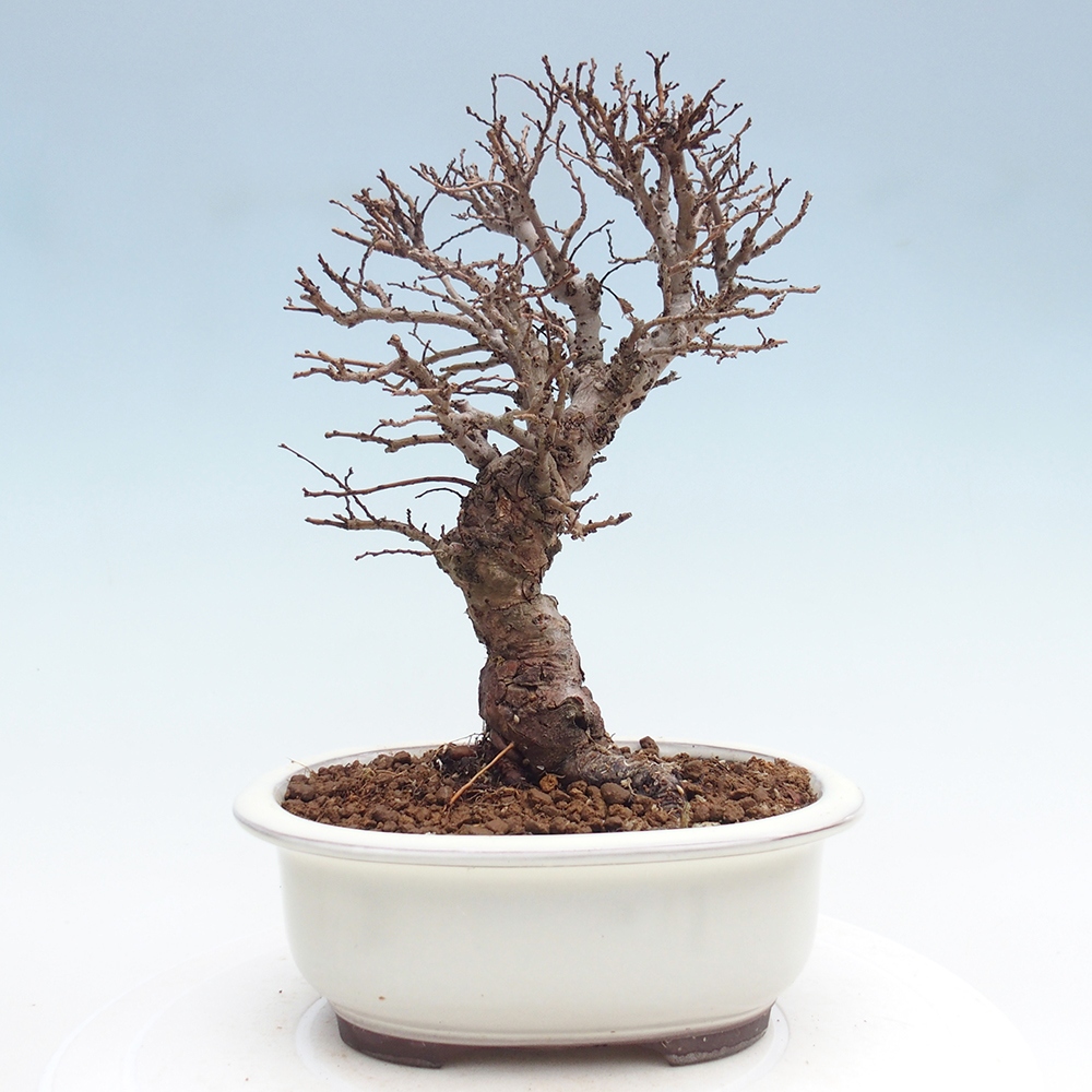 Bonsai da esterno - Zelkova - Zelkova NIRE