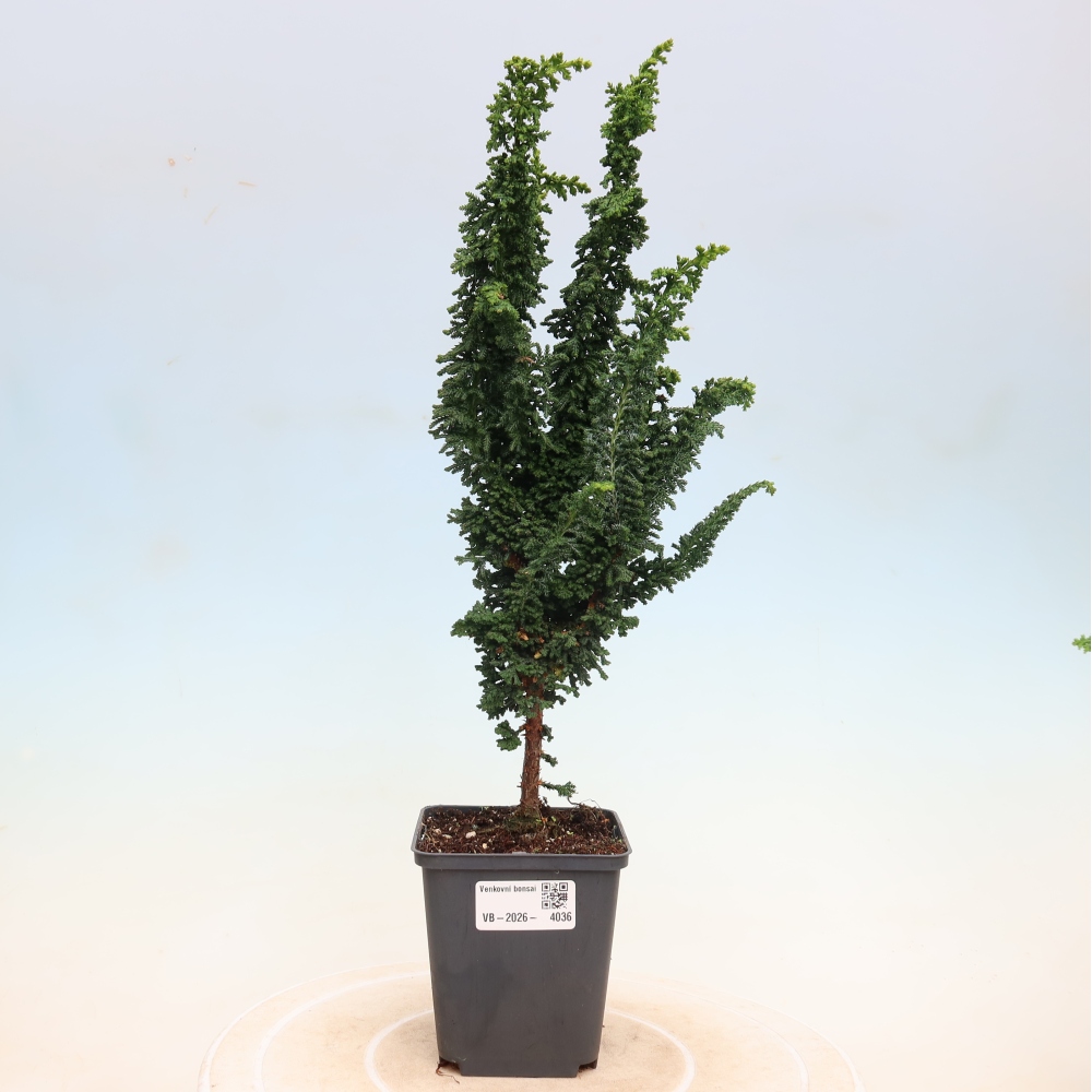Bonsai da esterno - Cham. obtusa SEKKA HINOKI - Cipresso