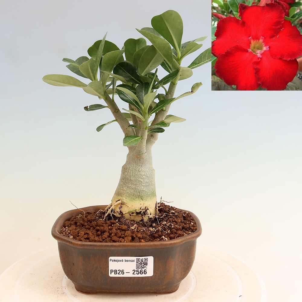 Bonsai da interno - Adenium obesum Red Star - Rosa del deserto