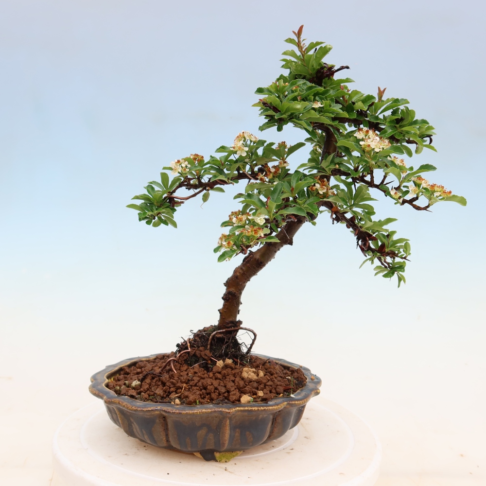 Bonsai da esterno - Pyracantha teton - Pyracantha scarlatta