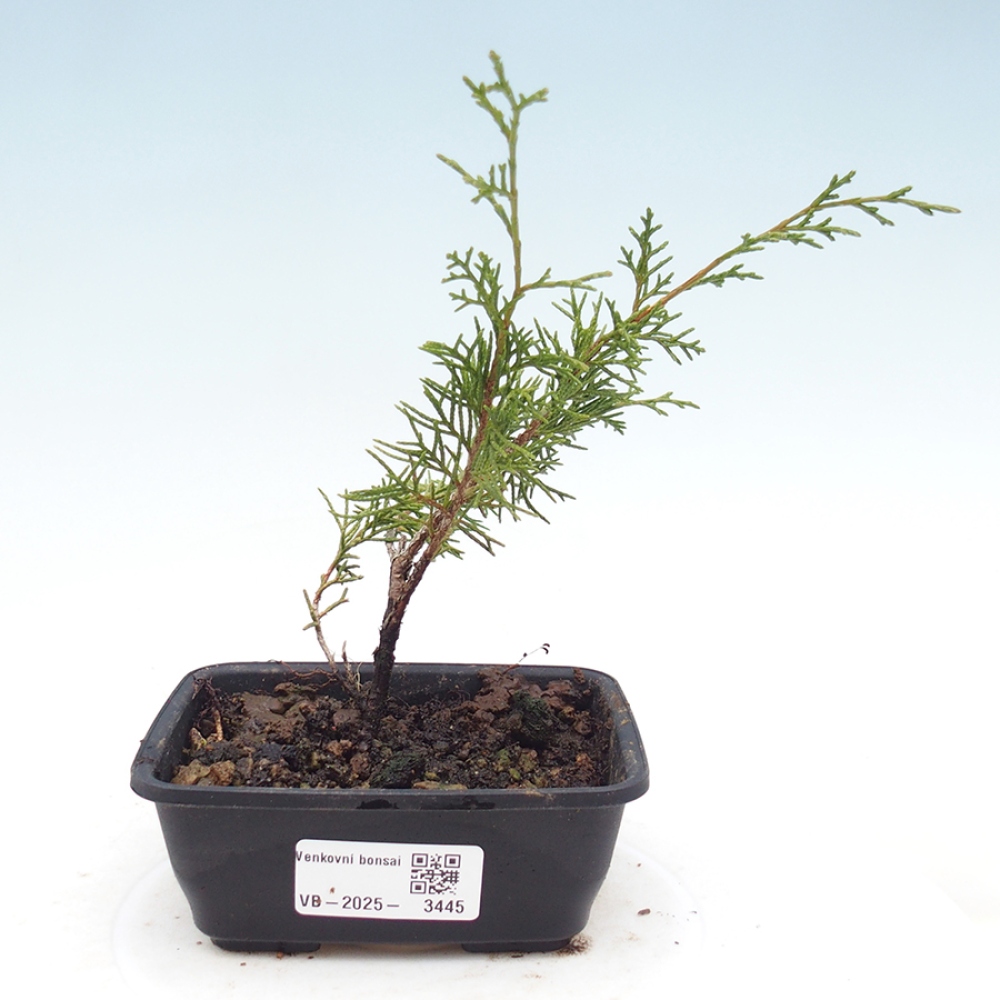Bonsai da esterno - Juniperus chinensis Itoigawa