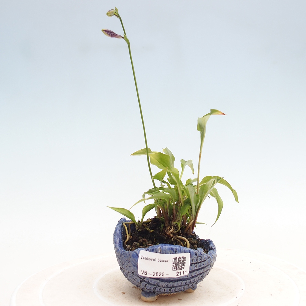 Bonsai da esterno - Mini Hosta - Bohyška