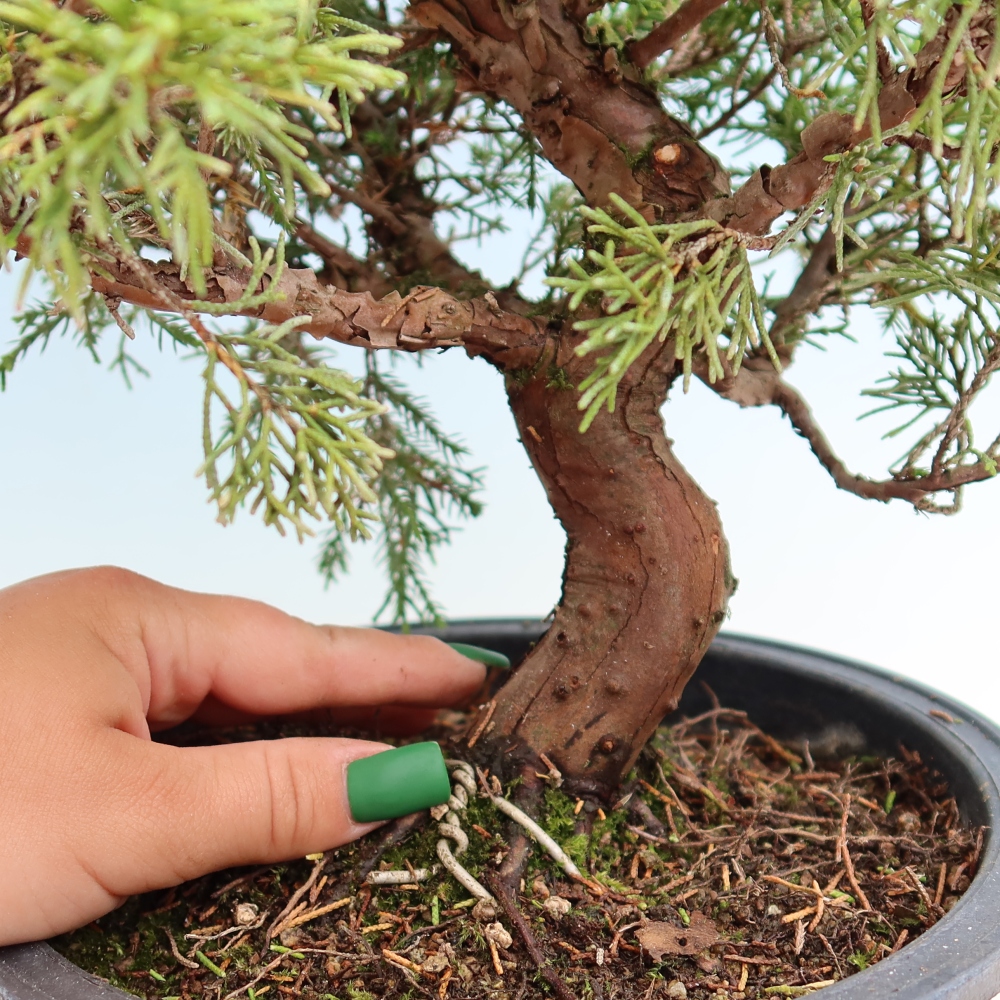 Bonsai da esterno - Juniperus chinensis Itoigawa-Juniperus chinensis